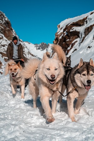 chiens traineaux neige terre sauvage