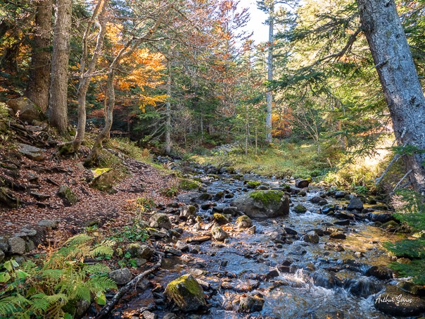 randonnées en Ariège automne forêt